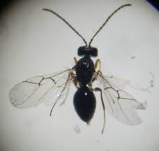 Attēlu rezultāti vaicājumam “Cynipidae”