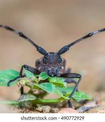 Attēlu rezultāti vaicājumam “Paracorymbia maculicornis imago”