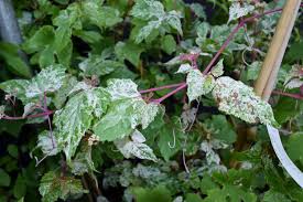 Attēlu rezultāti vaicājumam “Ampelopsis glandulosa var. brevipedunculata”