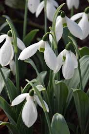 Attēlu rezultāti vaicājumam “Leucojum vernum var. vernum flower”