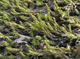 Attēlu rezultāti vaicājumam “Octospora splachnophila”