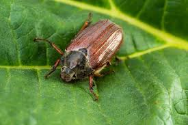 Attēlu rezultāti vaicājumam “Melolontha melolontha imago”