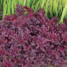 Image result for Heuchera Metallica