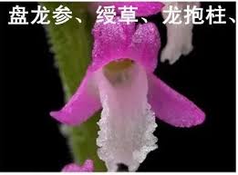 「扭蘭」的圖片搜尋結果