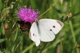 Attēlu rezultāti vaicājumam “Pieris rapae male”