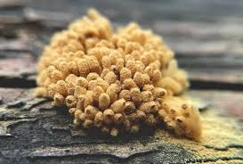 Attēlu rezultāti vaicājumam “Heterotrichia obvelata (syn. Arcyria obvelata) spores”