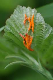 Attēlu rezultāti vaicājumam “Triphragmium ulmariae”