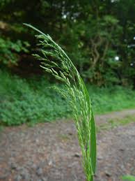 Attēlu rezultāti vaicājumam “Poa humilis”