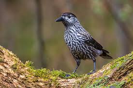 Attēlu rezultāti vaicājumam “Nucifraga caryocatactes adult”