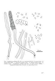 Attēlu rezultāti vaicājumam “Junghuhnia collabens”