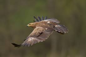 Attēlu rezultāti vaicājumam “Aquila pomarina”
