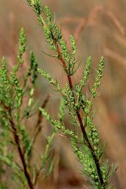 Image result for Artemisia caudata