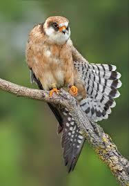 Image result for Falco vespertinus