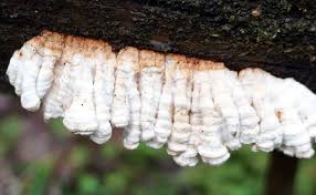 Attēlu rezultāti vaicājumam “Postia undosa”