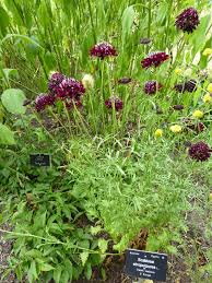 Attēlu rezultāti vaicājumam “Dipsacaceae”