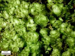 Attēlu rezultāti vaicājumam “Scapania nemorea”