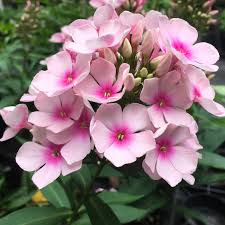 Image result for Phlox paniculata `Bright Eyes`