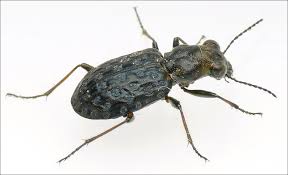 Attēlu rezultāti vaicājumam “Elaphrus cupreus”