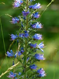 Attēlu rezultāti vaicājumam “Echium vulgare flower”