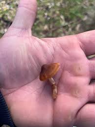 Attēlu rezultāti vaicājumam “Craterium aureonucleatum young”