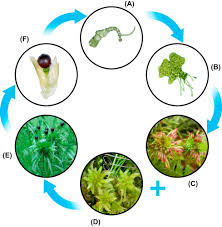 Attēlu rezultāti vaicājumam “Sphagnum angustifolium sporophyte”