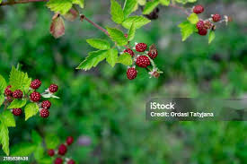 Attēlu rezultāti vaicājumam “Atriplex patula fruit”