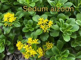 Attēlu rezultāti vaicājumam “Sedum aizoon fruit”