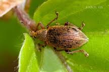 Attēlu rezultāti vaicājumam “Polydrusus mollis”