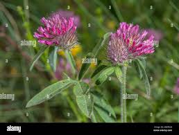 Attēlu rezultāti vaicājumam “Trifolium alpestre”