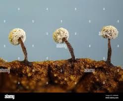 Attēlu rezultāti vaicājumam “Didymium nigripes stalked”