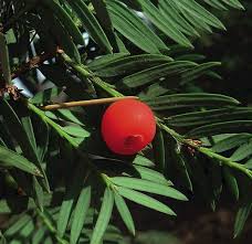 Attēlu rezultāti vaicājumam “Taxus wallichiana”