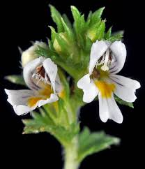 Attēlu rezultāti vaicājumam “Euphrasia”