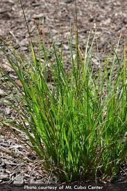 Attēlu rezultāti vaicājumam “Carex dioica”