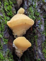 Attēlu rezultāti vaicājumam “Climacocystis borealis”