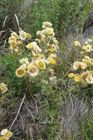 Image result for Helichrysum foetidum