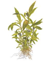 Attēlu rezultāti vaicājumam “Hygroamblystegium humile sporophyte”