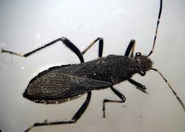 Attēlu rezultāti vaicājumam “Alydus calcaratus”