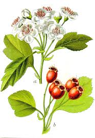Attēlu rezultāti vaicājumam “Crataegus”