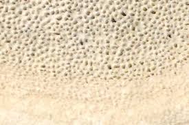 Attēlu rezultāti vaicājumam “Leptoporus mollis”