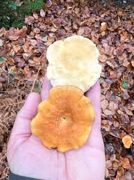 Attēlu rezultāti vaicājumam “Hydnum rufescens”