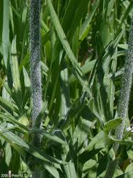 Attēlu rezultāti vaicājumam “Knautia arvensis fruit”
