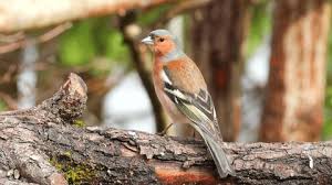 Attēlu rezultāti vaicājumam “Loxia pytyopsittacus male”