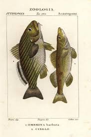 Image result for Umbrina cirrosa