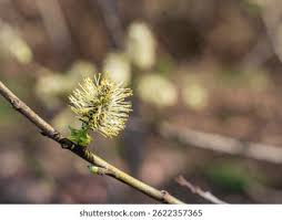 Attēlu rezultāti vaicājumam “Salix caprea bud”