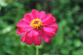 Image result for Zinnia elegans