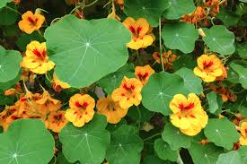 Image result for Tropaeolum majes
