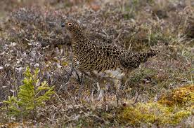 Attēlu rezultāti vaicājumam “Lagopus lagopus female”