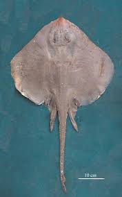 Image result for Leucoraja