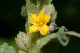 Attēlu rezultāti vaicājumam “Verbascum thapsus bud”
