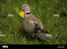 Attēlu rezultāti vaicājumam “Columbiformes”